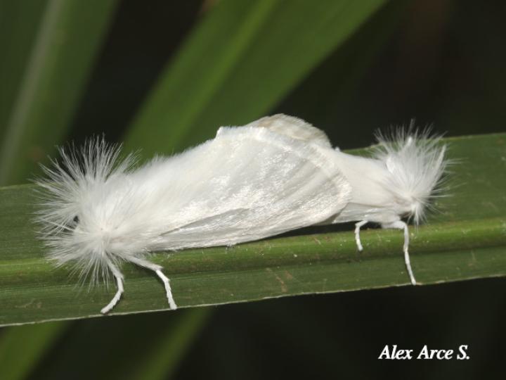 Rupela albinella (Polilla blanca)