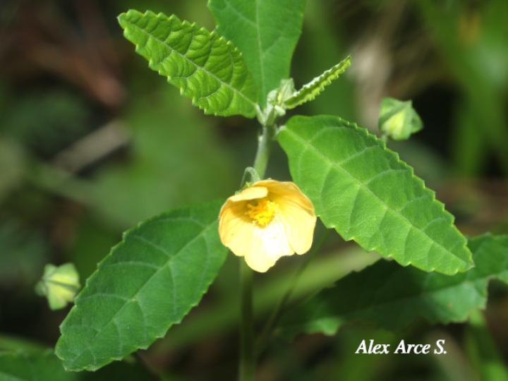 Sida rhombifolia (Escobilla)