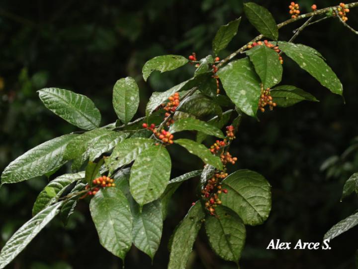 Sorocea affinis