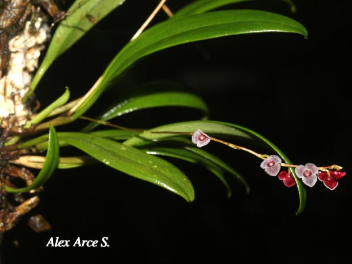 Stelis hammelii