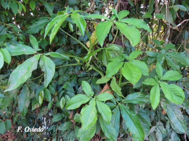 Syngonium macrophyllum