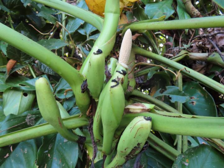 Syngonium macrophyllum