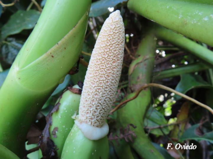 Syngonium macrophyllum