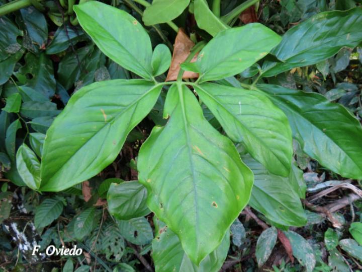 Syngonium macrophyllum