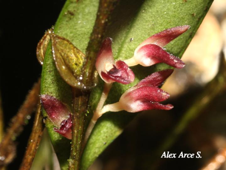 Trichosalpinx blaisdellii