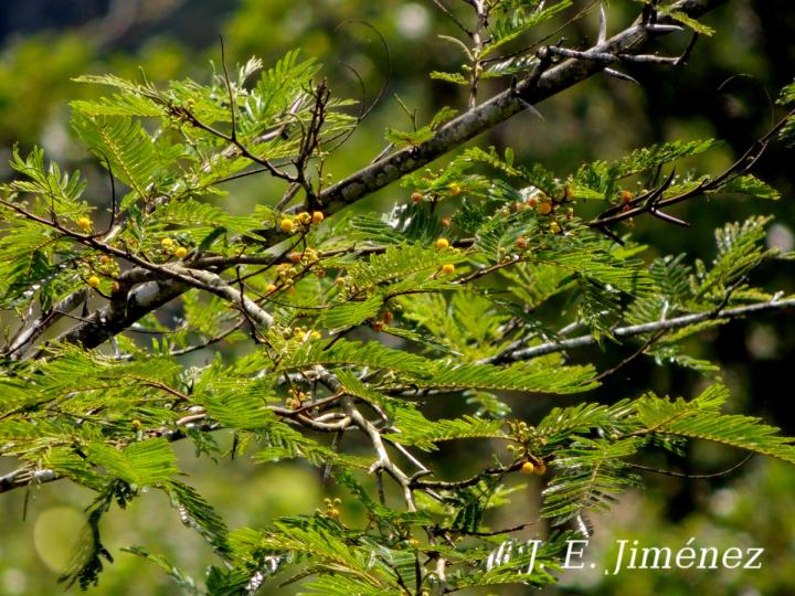 Vachellia ruddiae (Cornizuelo)