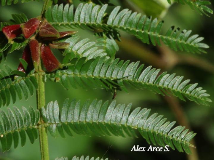 Vachellia ruddiae (Cornizuelo)