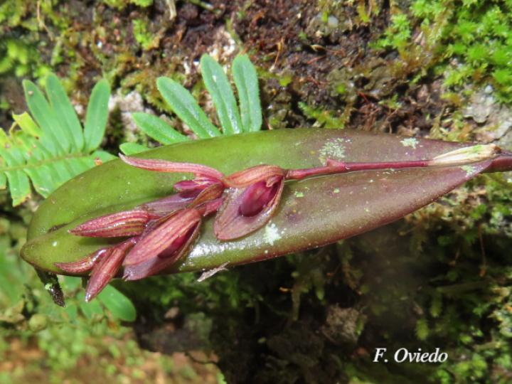 Acianthera brunnescens