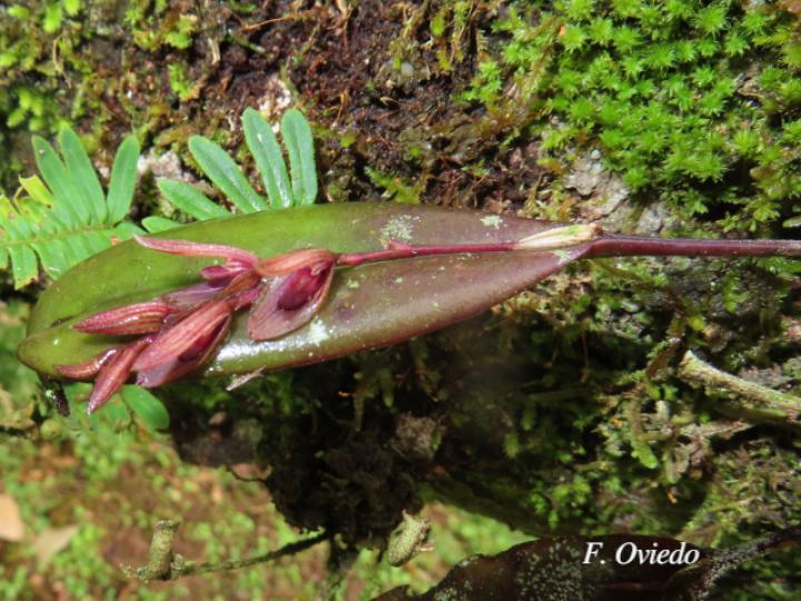 Acianthera brunnescens