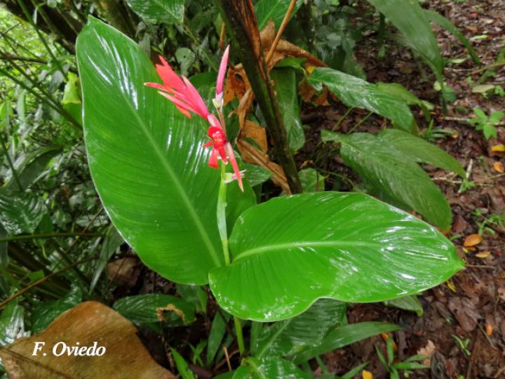 Canna tuerckheimii (Platanillo)