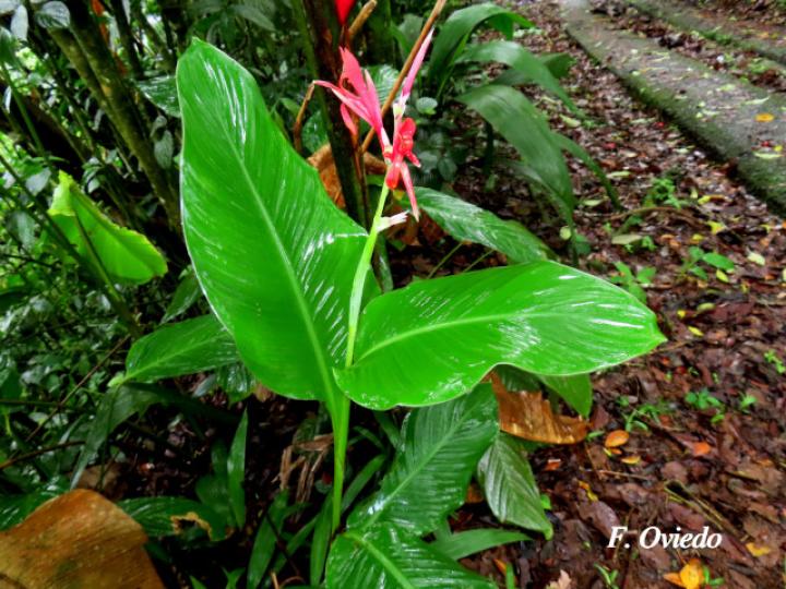 Canna tuerckheimii (Platanillo)