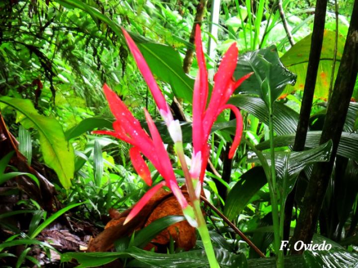 Canna tuerckheimii (Platanillo)