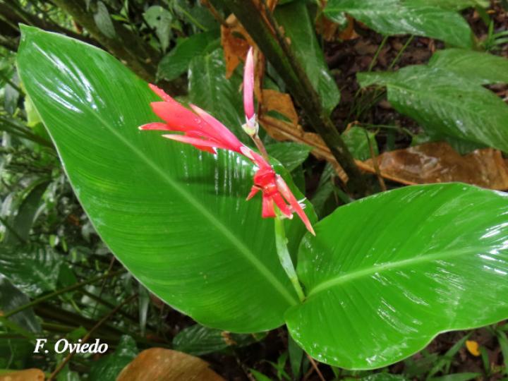 Canna tuerckheimii (Platanillo)