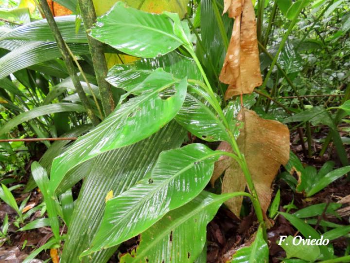 Canna tuerckheimii (Platanillo)
