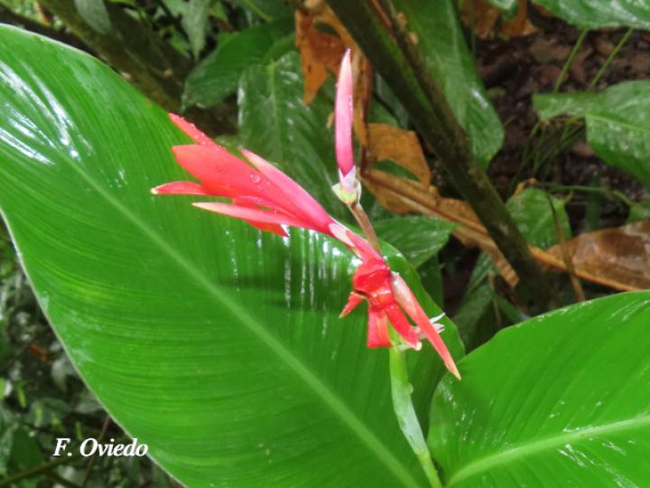 Canna tuerckheimii (Platanillo)