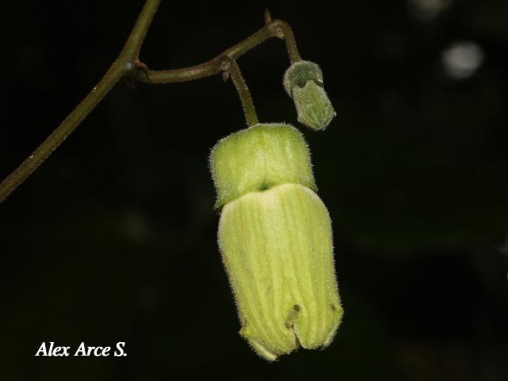 Cayaponia hammelii