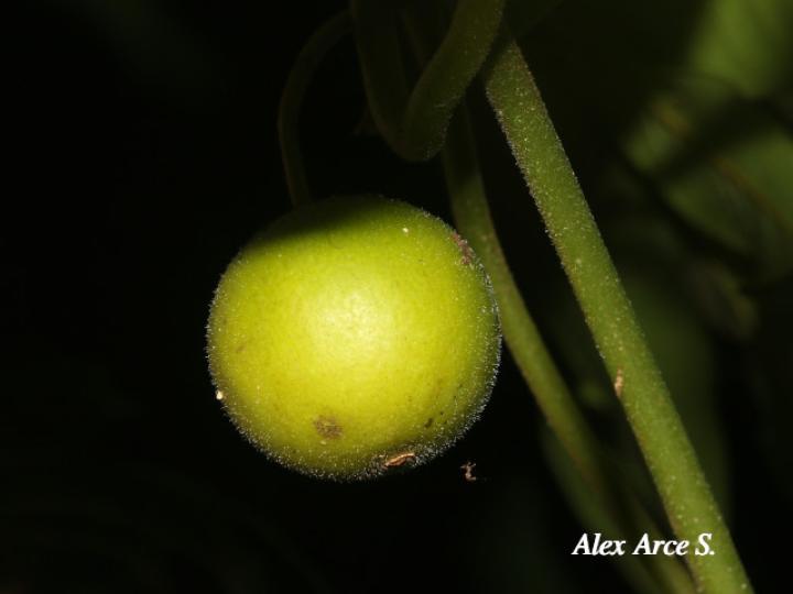 Cayaponia hammelii