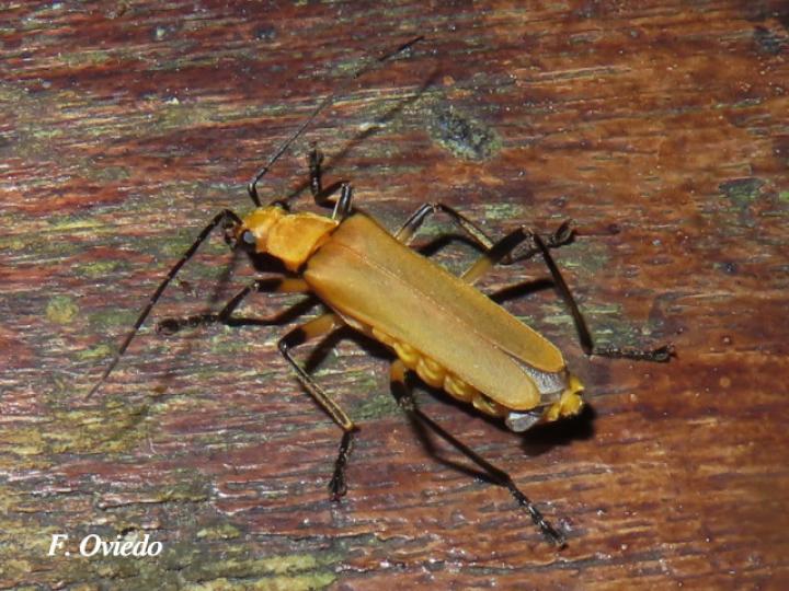 Chauliognathus cinguliventris