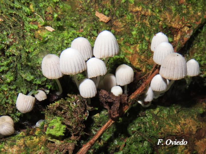 Coprinellus disseminatus