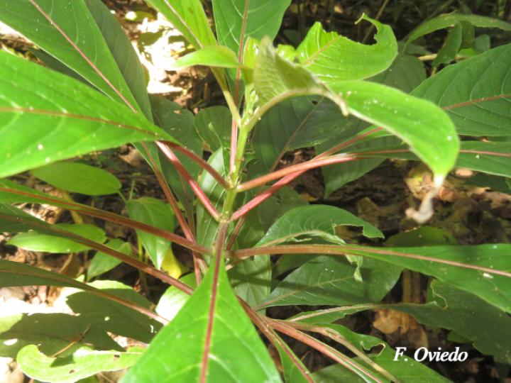 Hamelia patens (Plántula)