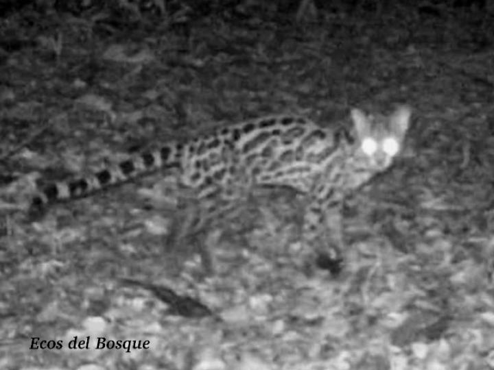 Leopardus wiedii (Caucel, Tigrillo)