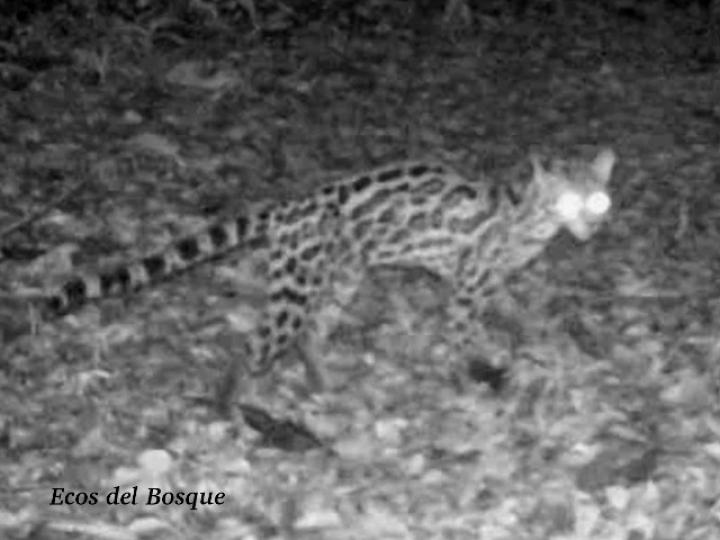 Leopardus wiedii (Caucel, Tigrillo)