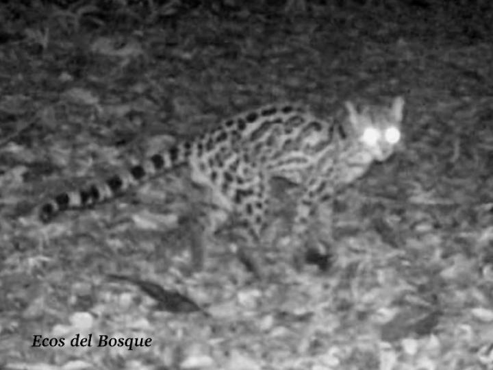 Leopardus wiedii (Caucel, Tigrillo)