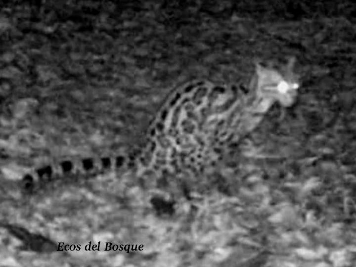 Leopardus wiedii (Caucel, Tigrillo)