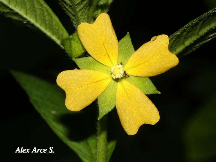 Ludwigia_octovalvis_04