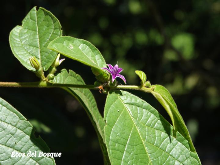 Lycianthes santaeclarae