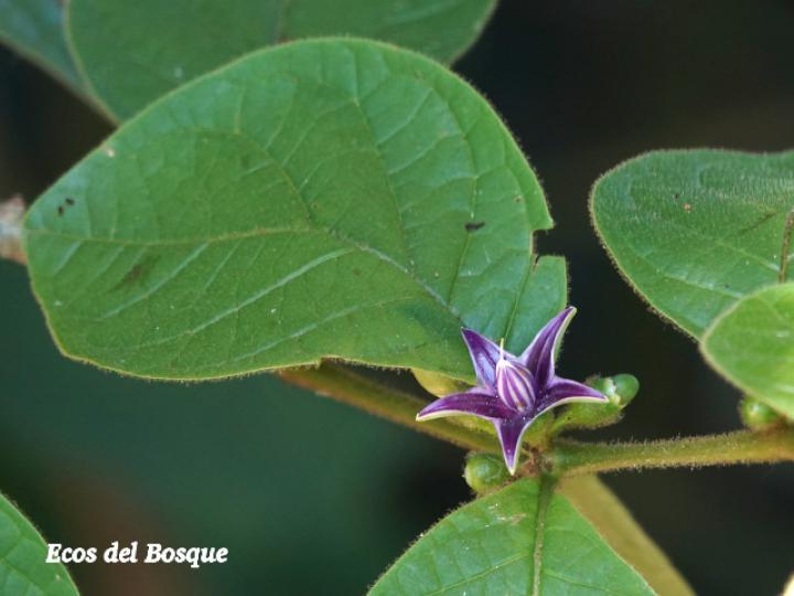 Lycianthes santaeclarae