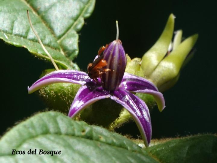 Lycianthes santaeclarae