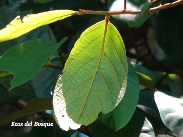 Nectandra reticulata (Aguacatillo)