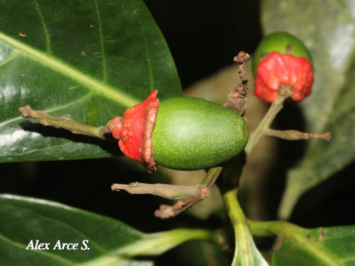 Ocotea dendrodaphne (Aguacatillo)
