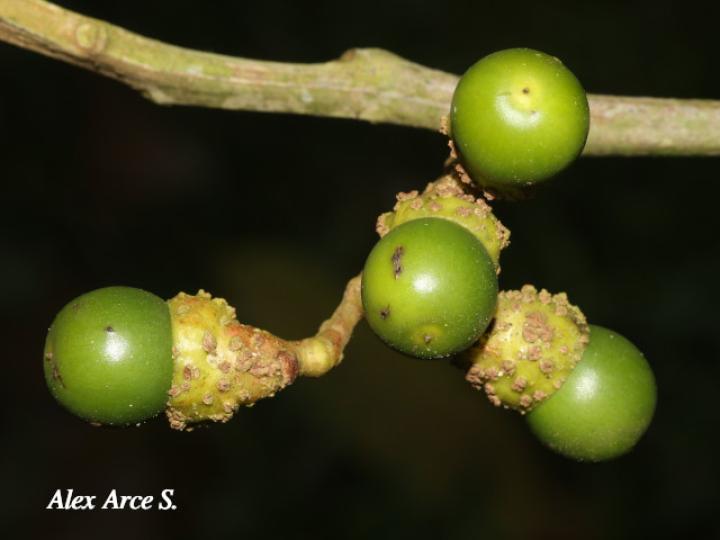 Ocotea leucoxylon