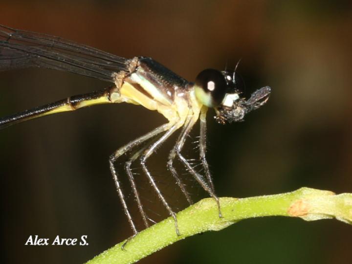 Palaemnema nathalia (Caballito de sombra de Nathalia)