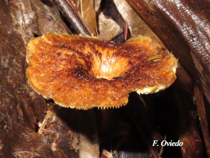 Panus strigellus