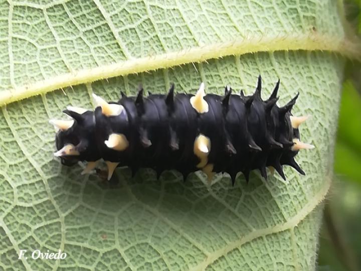 Larva Parides eurimedes mylotes