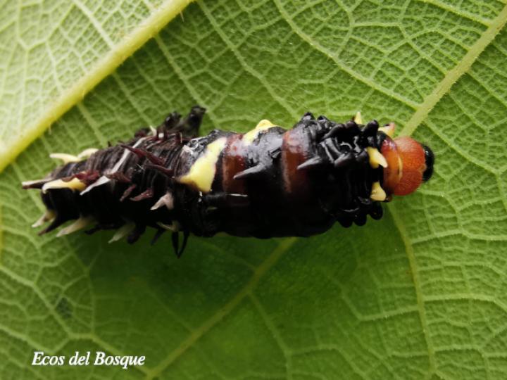 Larva Parides eurimedes mylotes
