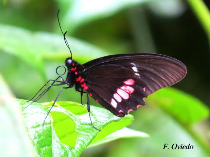 Parides eurimedes mylotes