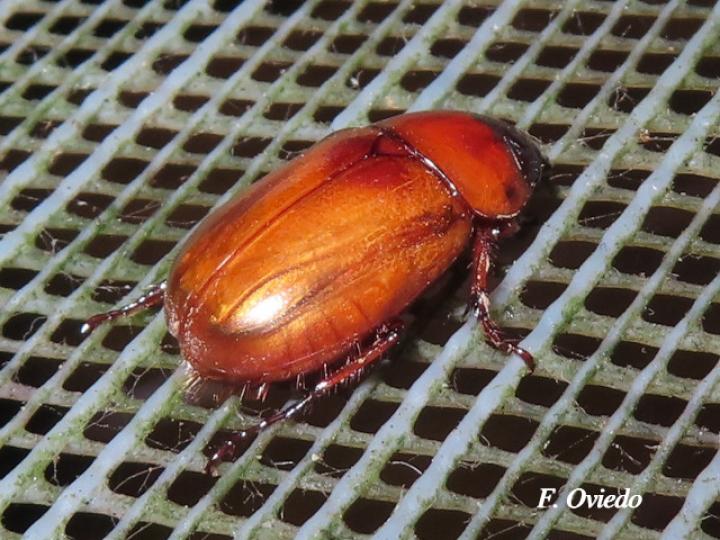 Phyllophaga citrina (Jogoto)