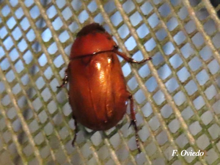 Phyllophaga citrina (Jogoto)