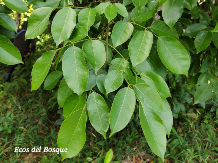 Platymiscium pinnatum (Cachimbo, cristobal)