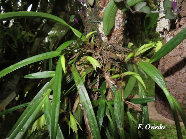 Rhetinantha friedrichsthalii