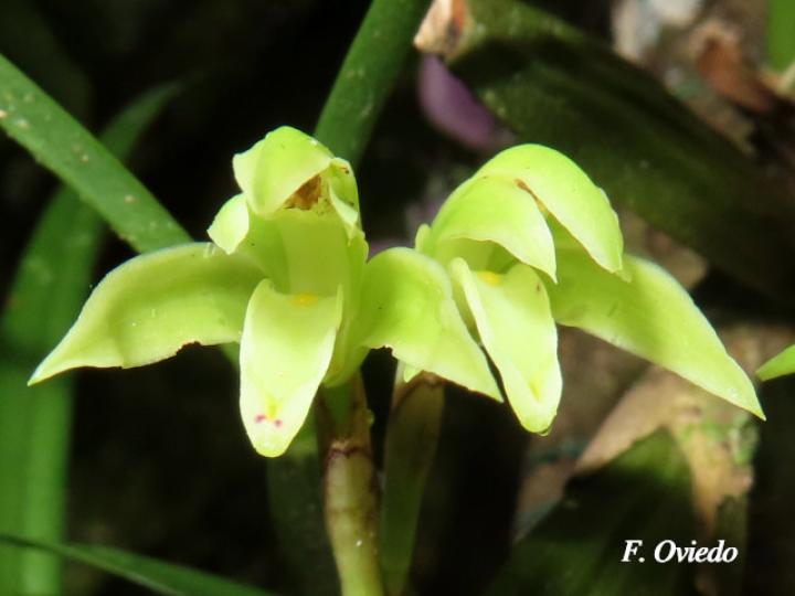 Rhetinantha friedrichsthalii