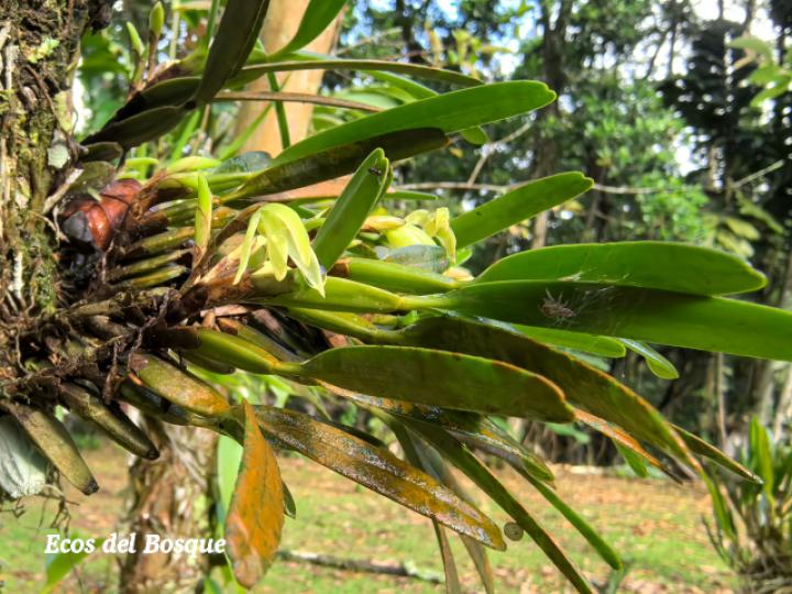 Rhetinantha friedrichsthalii