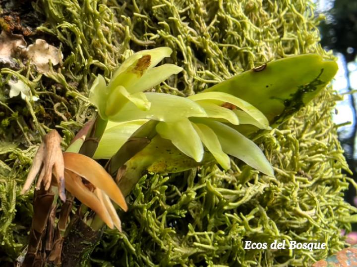 Rhetinantha friedrichsthalii