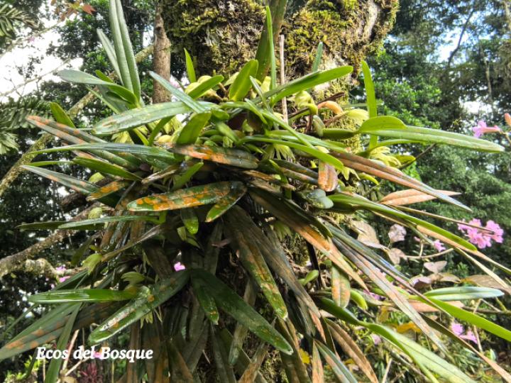 Rhetinantha friedrichsthalii