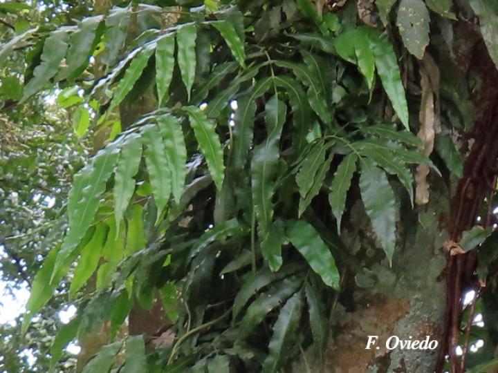 Salpichlaena volubilis