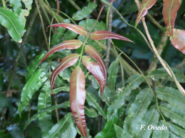 Salpichlaena volubilis